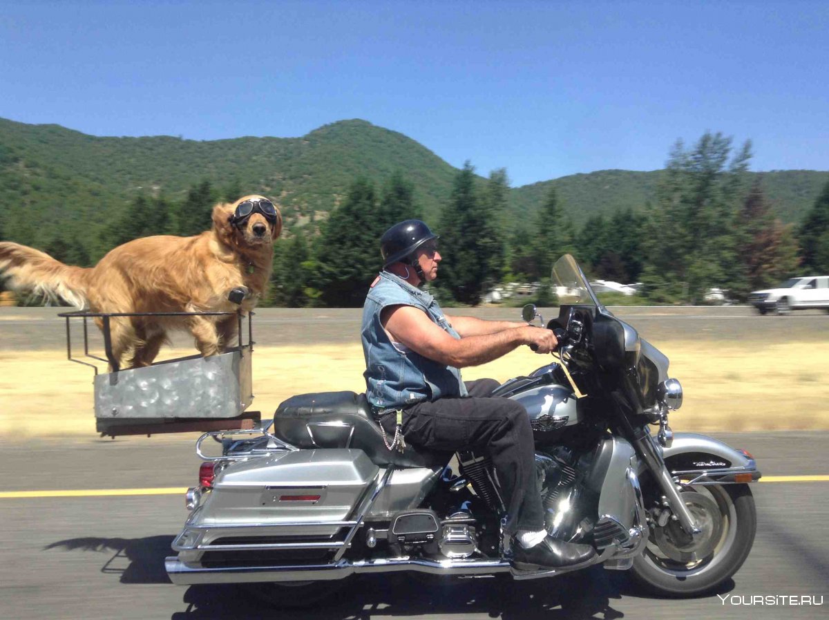 Байкер с собакой на мотоцикле