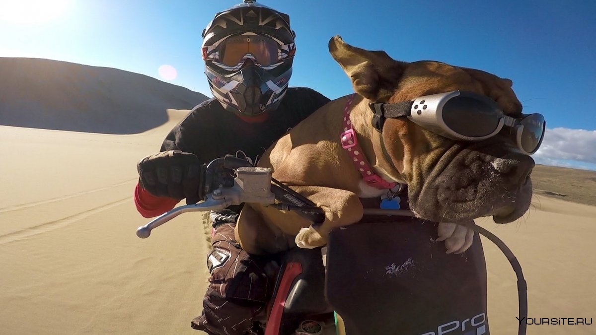 Собака в каске на мотоцикле