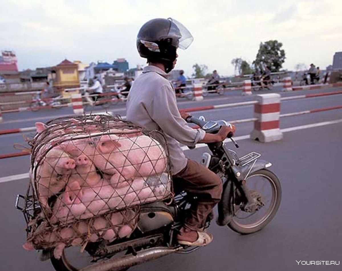 Свинья в коляске мотоцикла