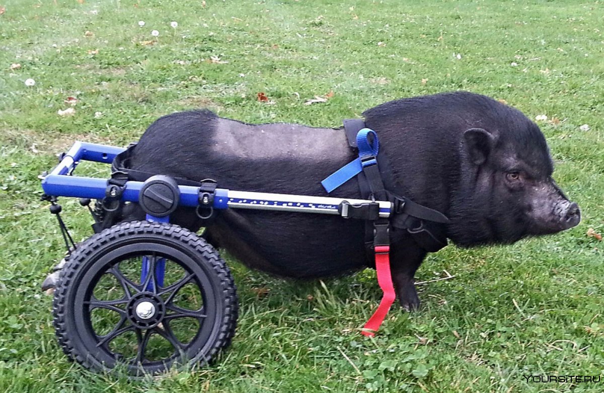 Свинья в коляске
