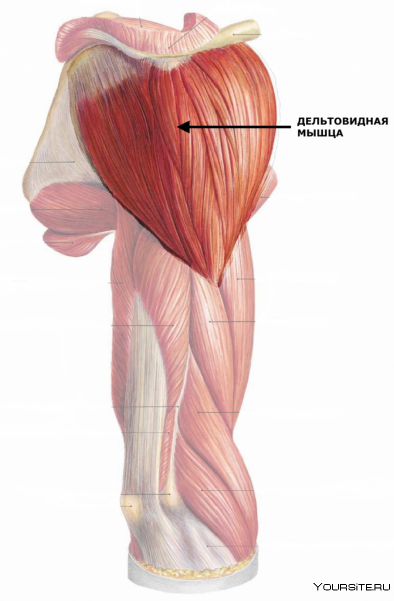 Анатомия дельтовидной мышцы плеча человека