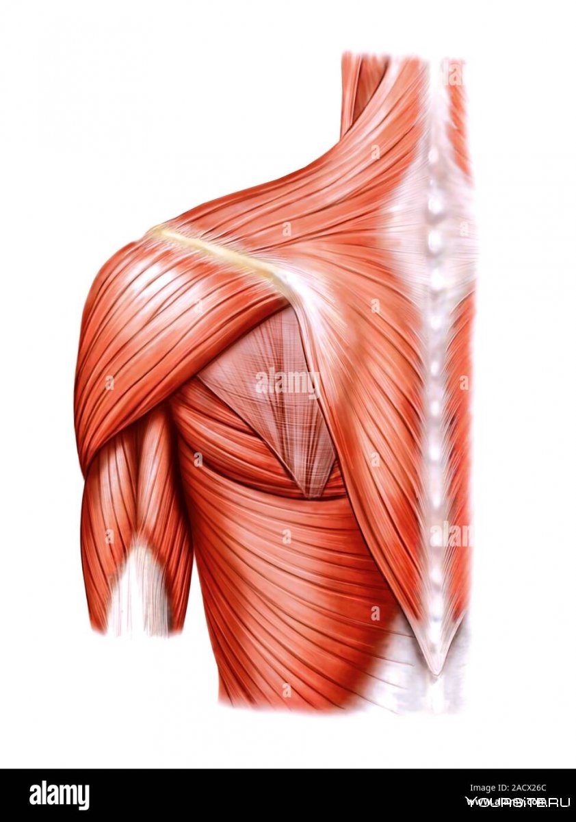 Мышцы плеча и предплечья анатомия