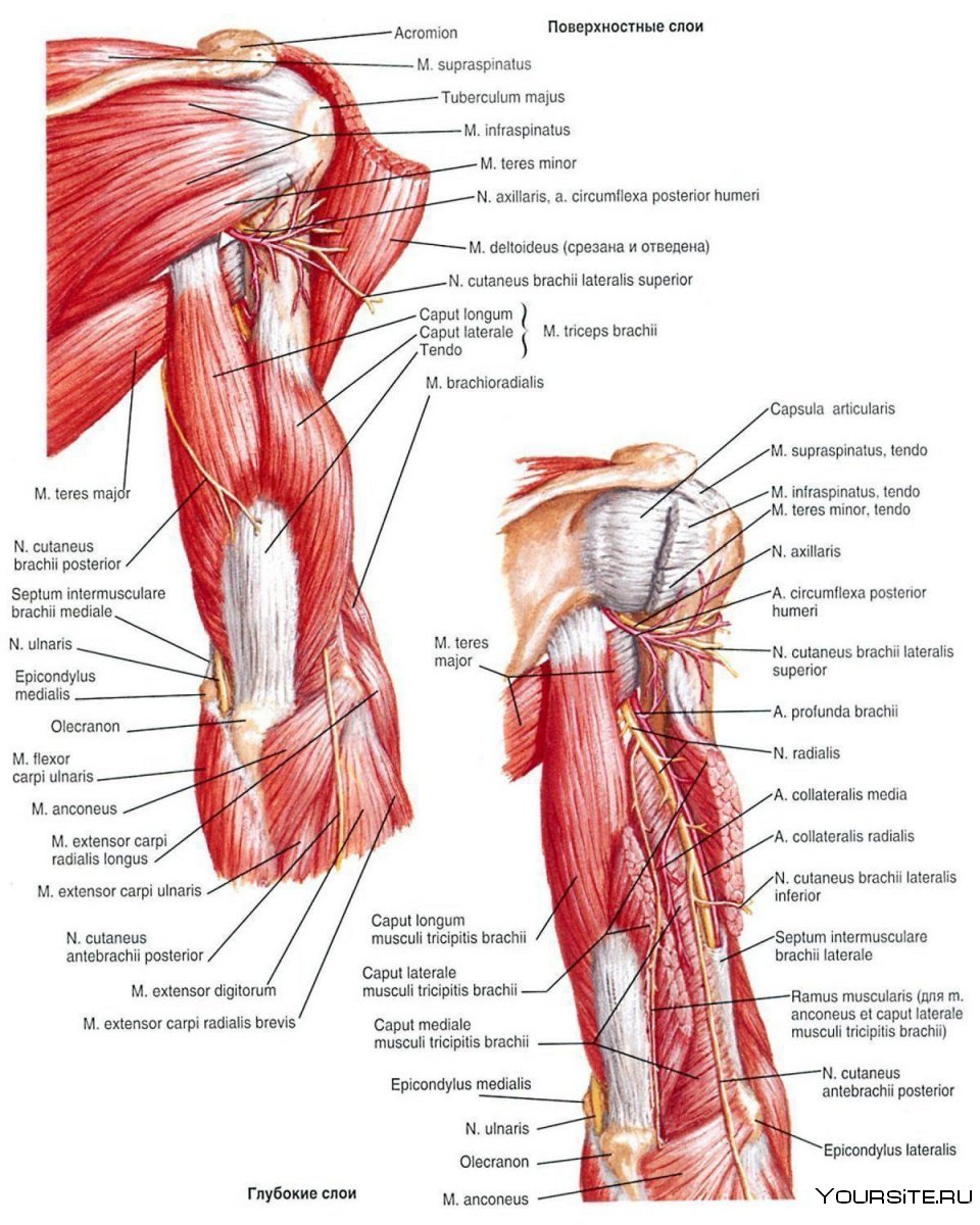 Дельтовидные мышцы плеча упражнения для развития