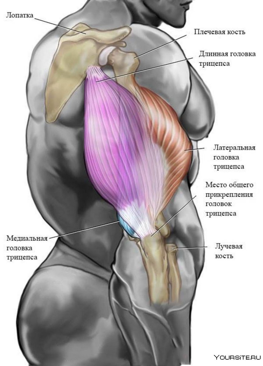 Мышцы сгибатели плечевого сустава