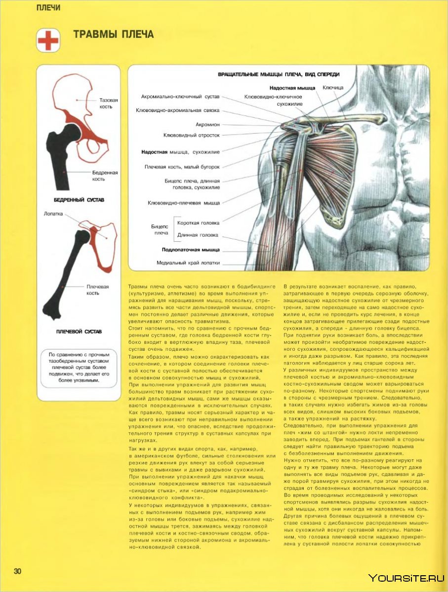 Дельтовидная мышца анатомия функции