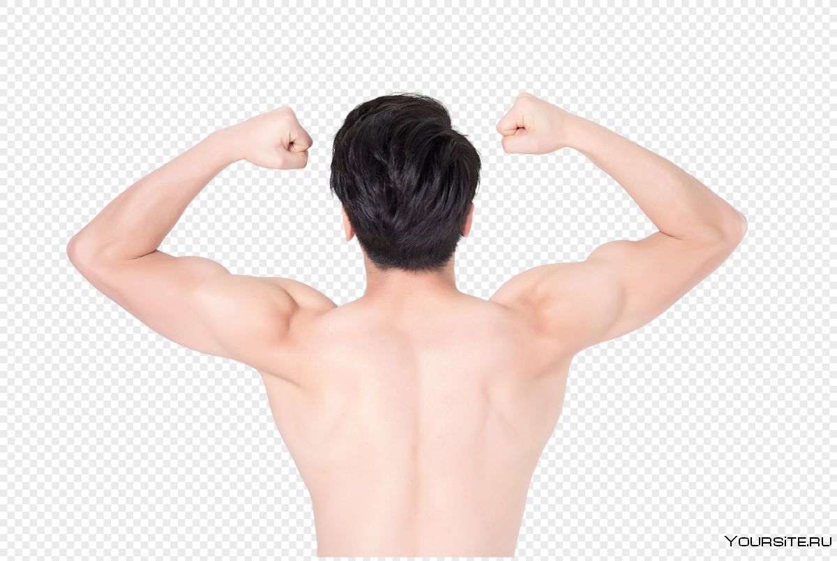 Надостная и подостная мышцы