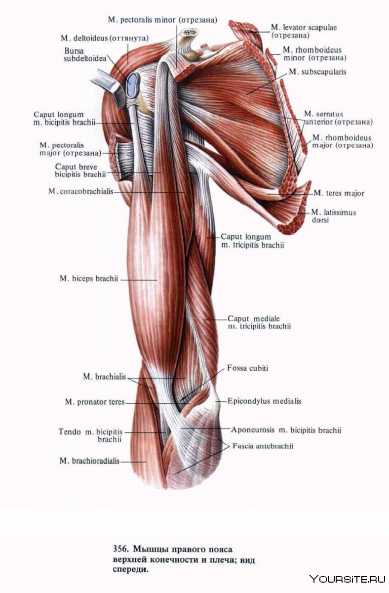 Упражнения для дельтовидной мышцы плеча