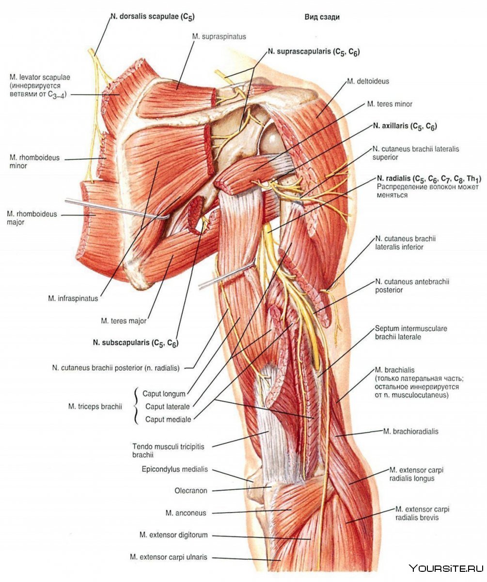 Анатомия плеча человека мышцы и связки