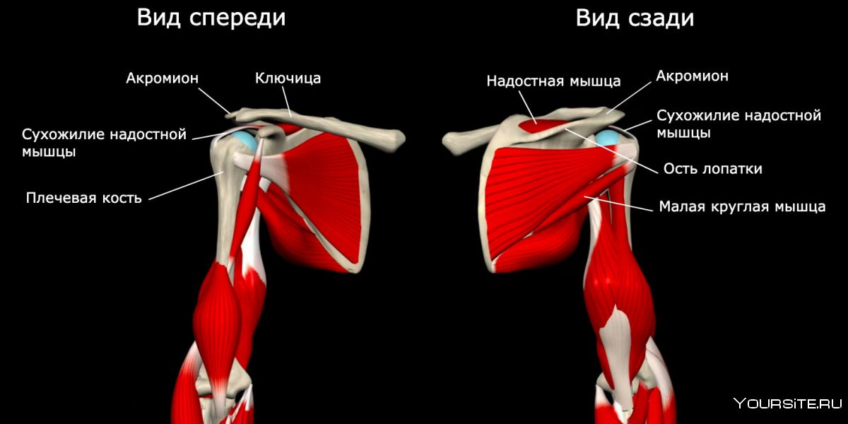 Бицепс мышца анатомия