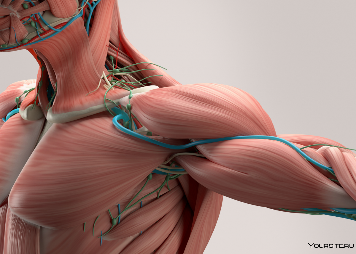 Мышцы плеча спереди анатомия