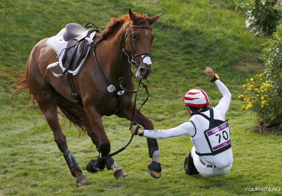 Экипировка всадника конный спорт конкур