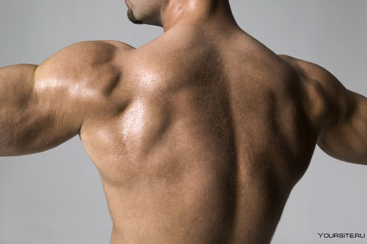 Мускулы спины