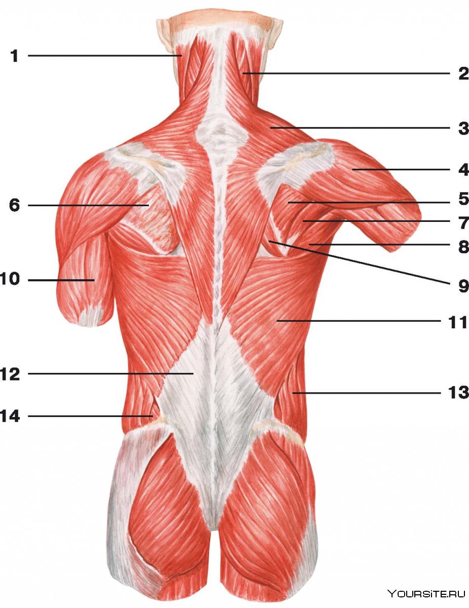 Ромбовидная мышца спины анатомия