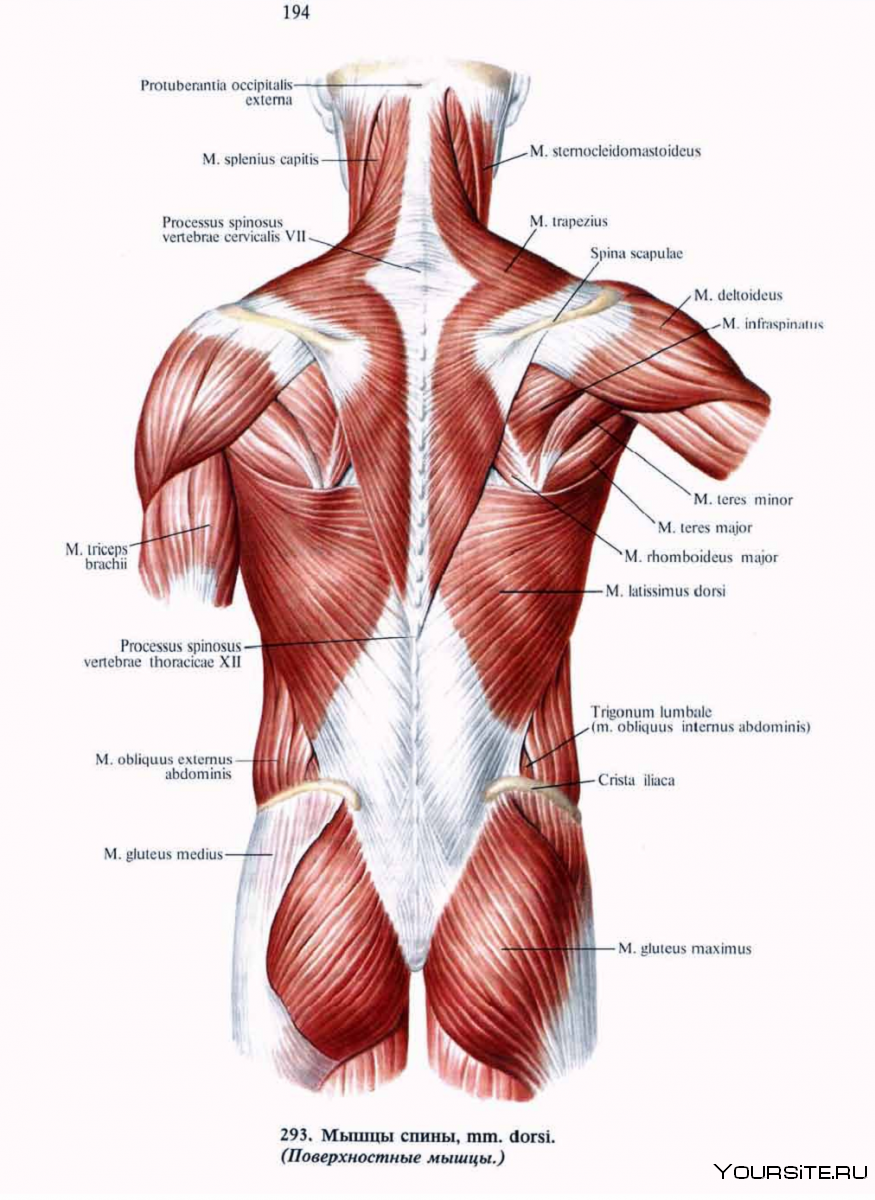 Атлас Синельников мышцы спины