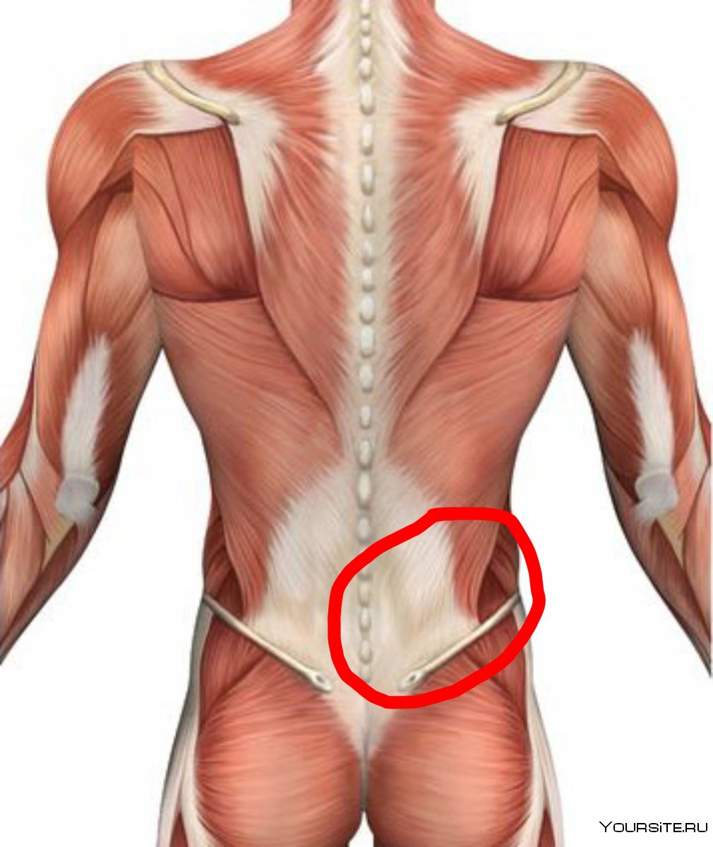 Поверхностные мышцы спины трапециевидная и широчайшая