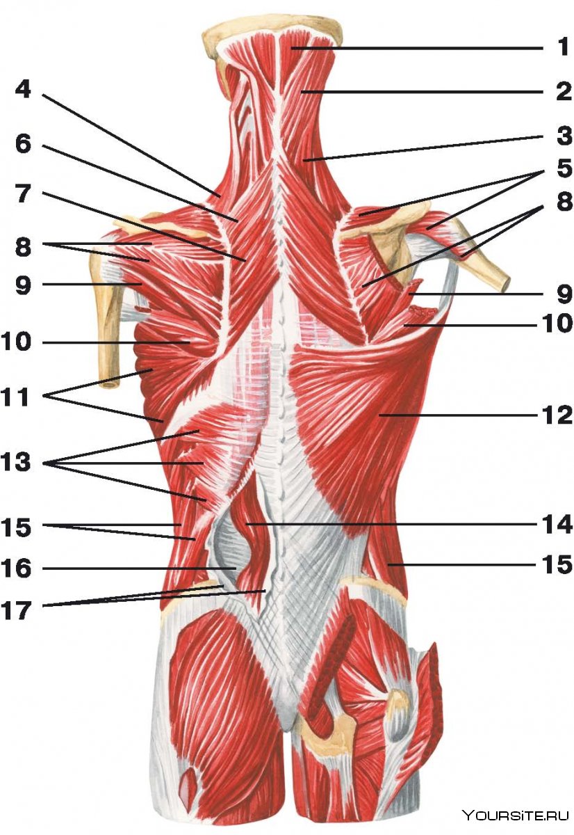 Мышцы женщины анатомия