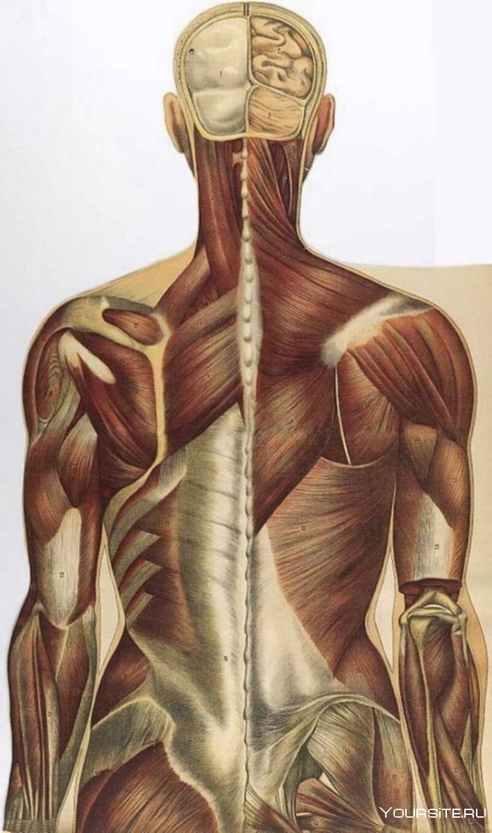 Мышцы спины женщины
