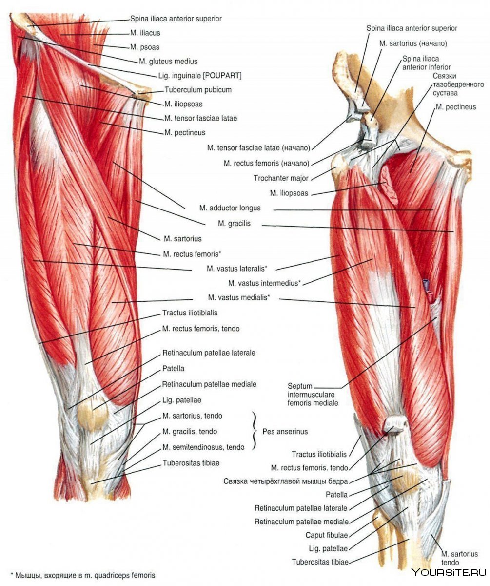 Анатомия строение ног задняя поверхность бедра