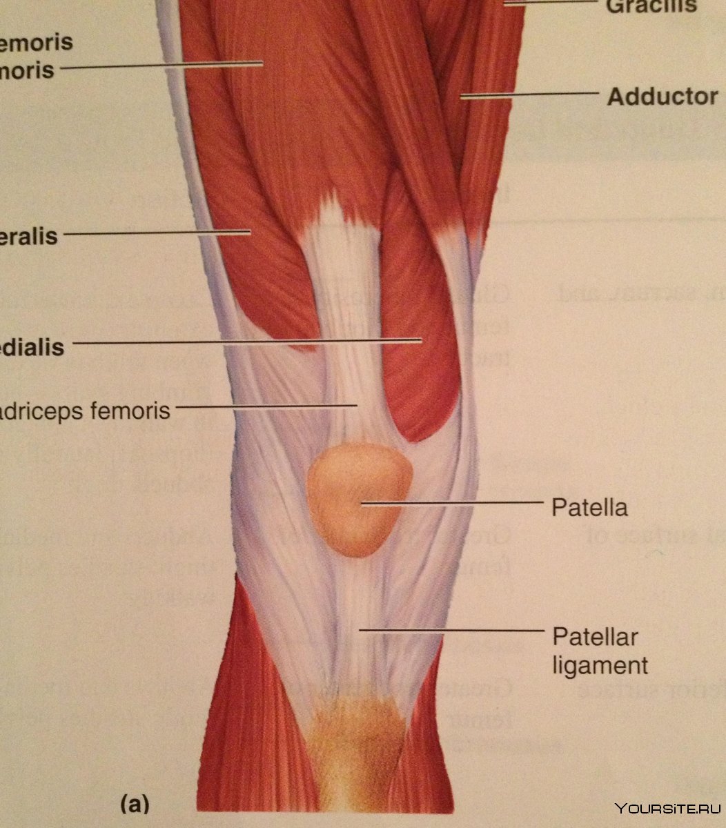 Мышцы задней поверхности бедра анатомия