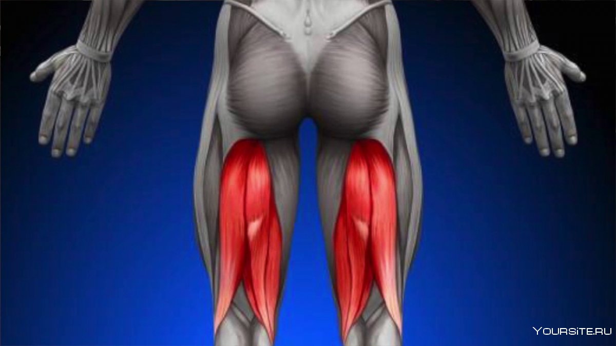 Сухожилие камбаловидной мышцы анатомия