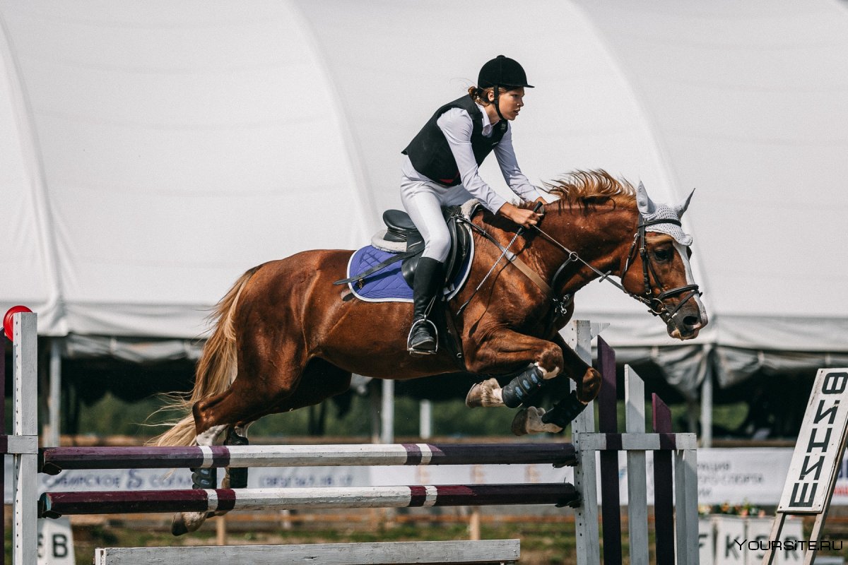 Дарья Самохина конный спорт