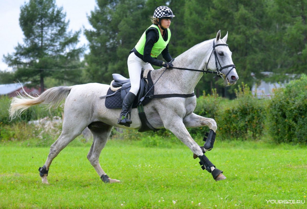 Ахалтекинская лошадь конном спорте