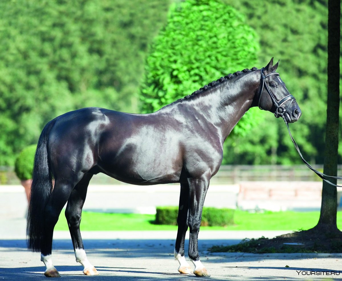 Портрет конь Тотилас