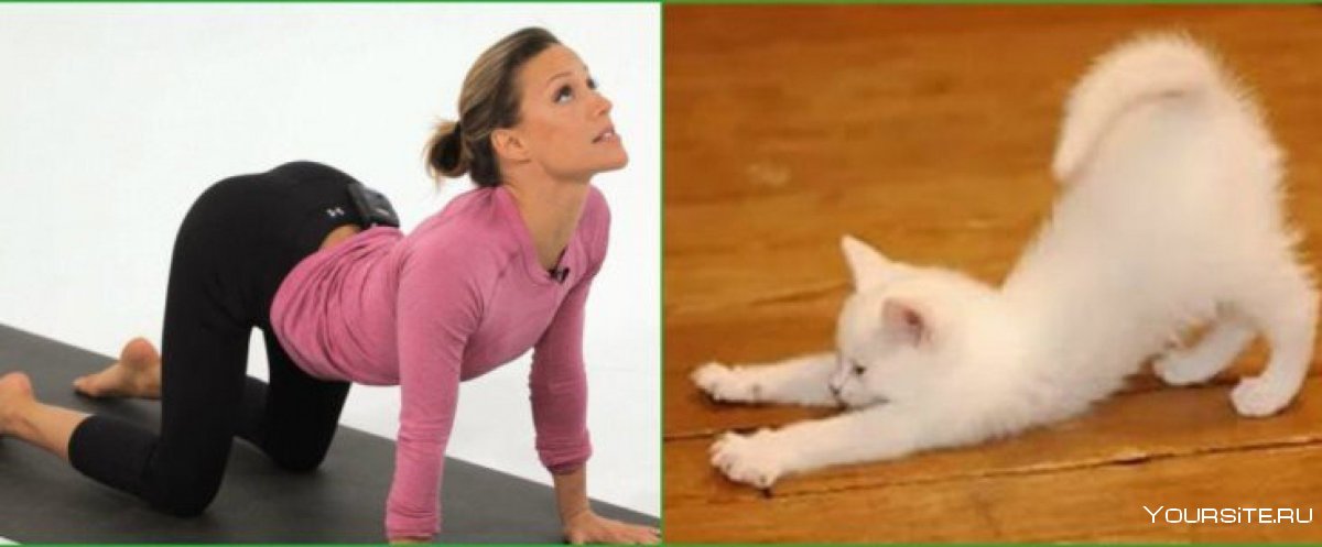 Упражнение кошка