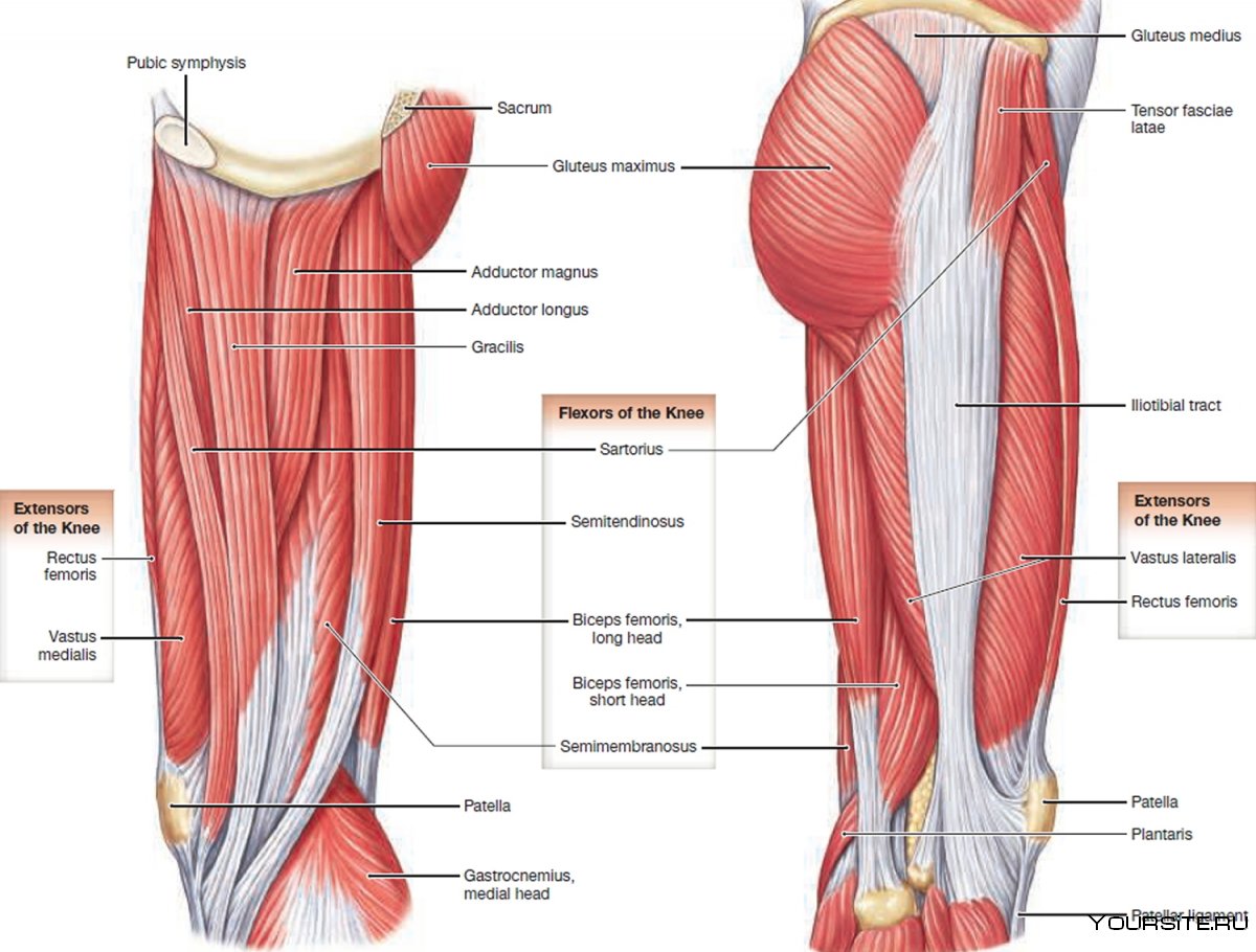 Портняжная мышца бедра анатомия