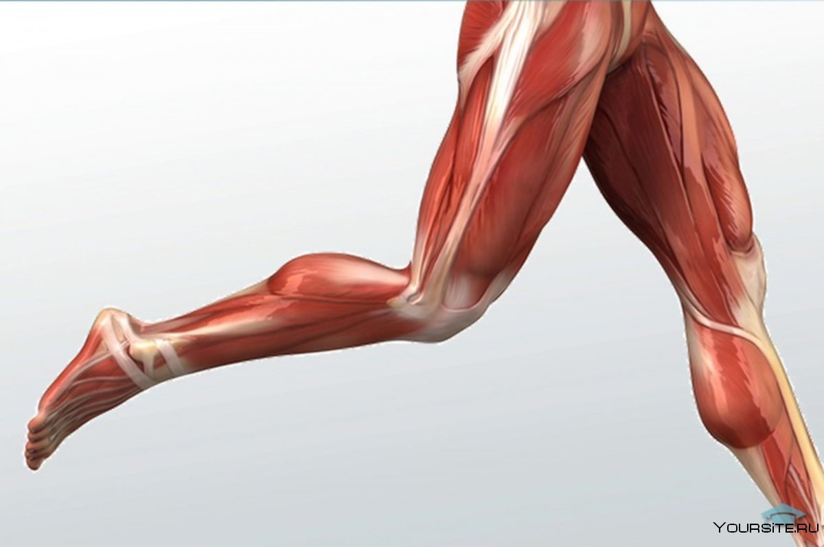 Ножные мышцы