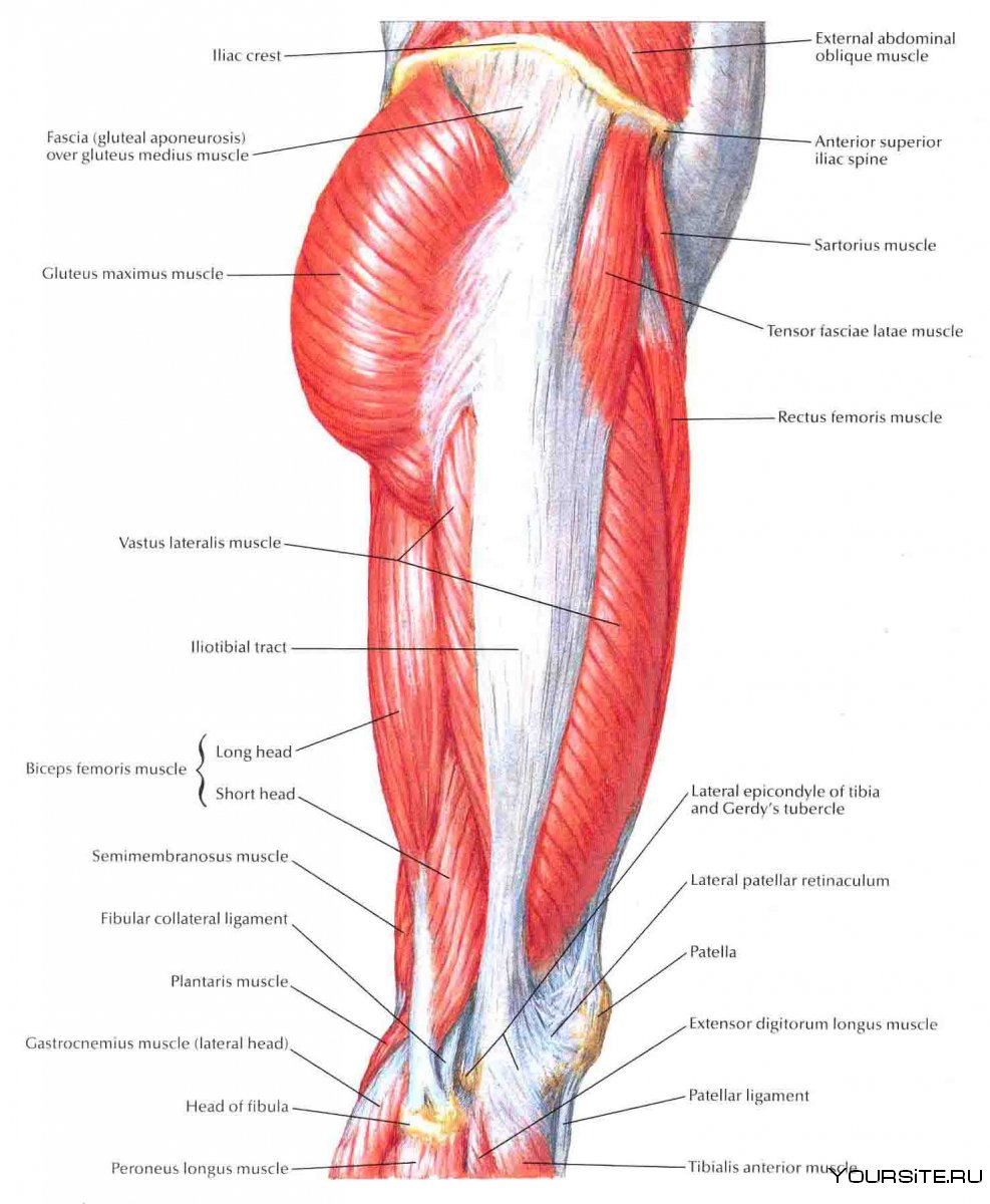Мышцы ног анатомия