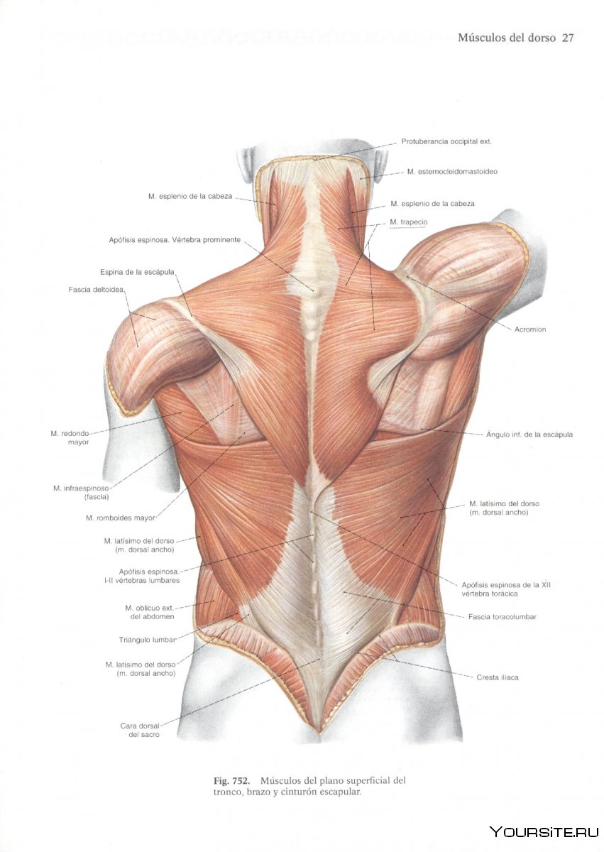 Надостная мышца спины анатомия