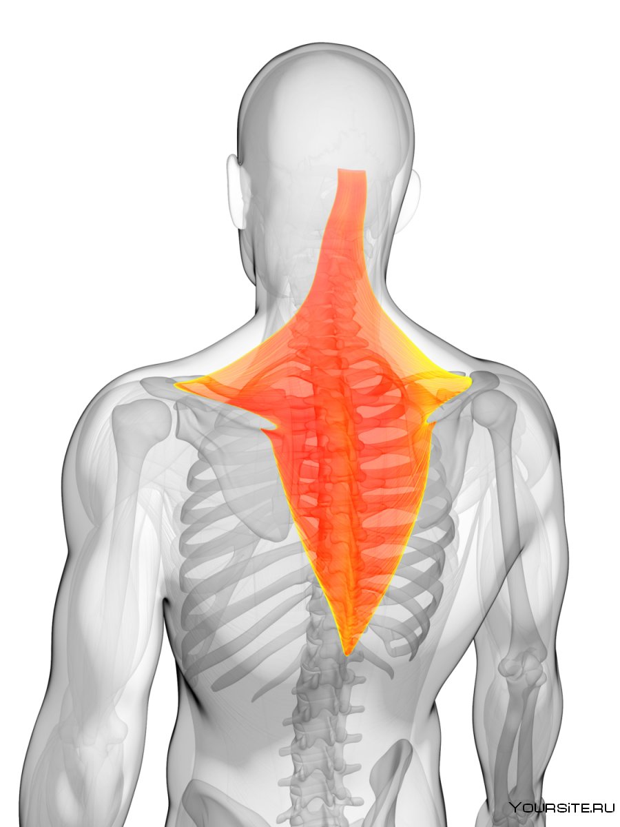 Трапециевидная мышца (m. Trapezius)