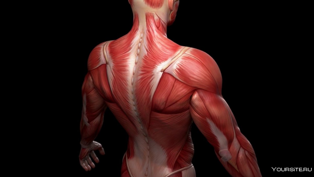 Musculi interspinales