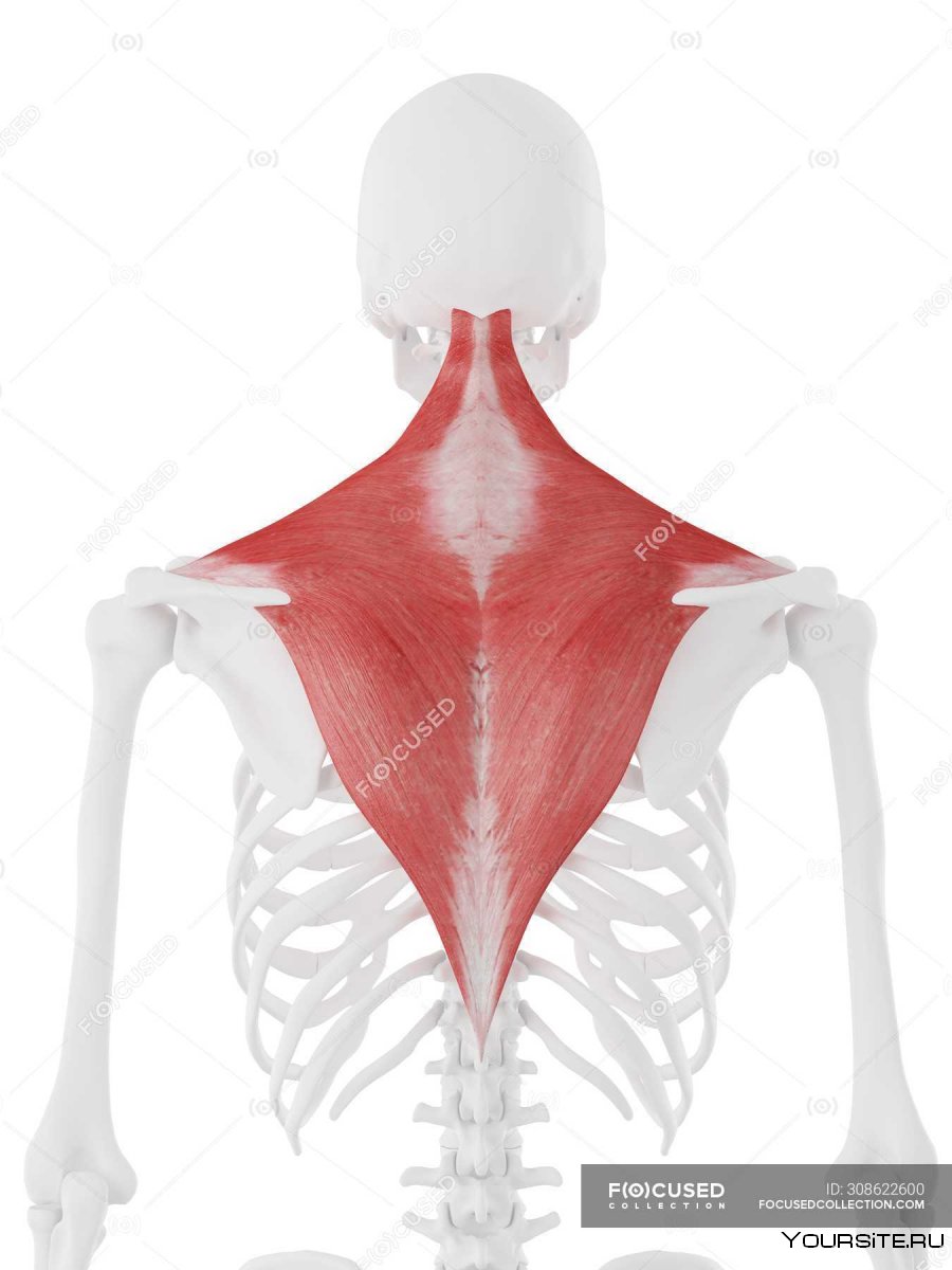 Апоневроз широчайшей мышцы спины