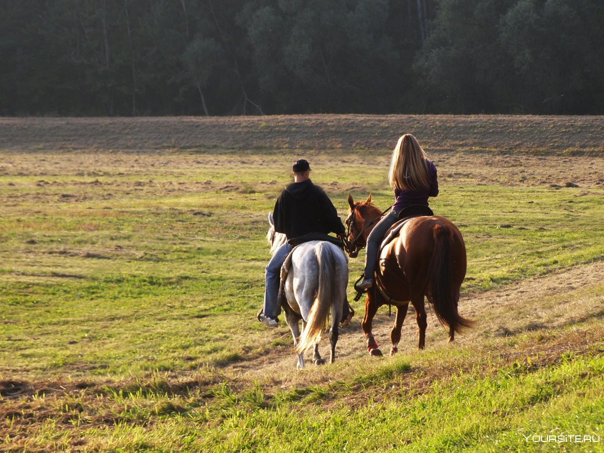 Прогулка на лошадях в поле