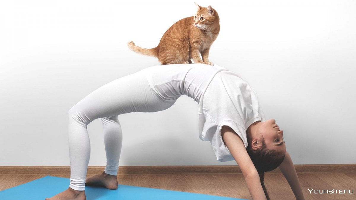 Кошка в позе йоги