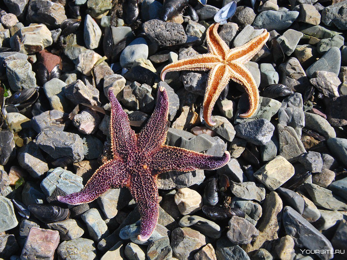 Starfish Beach Панама