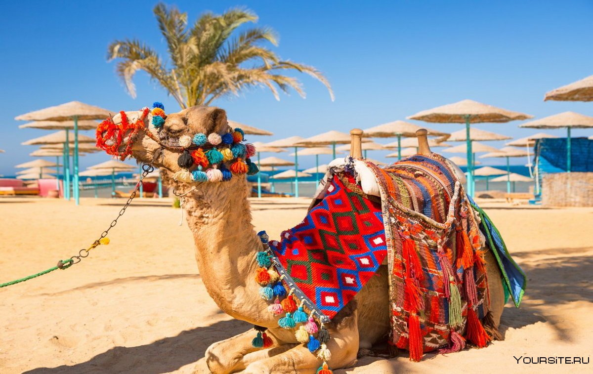 Египет Хургада верблюд море