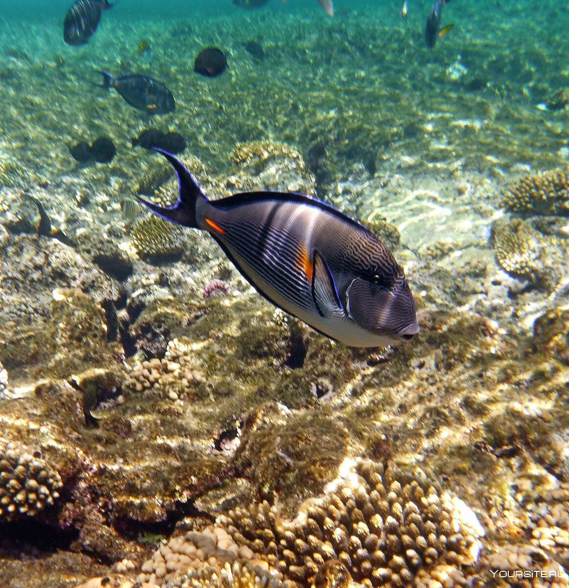 Египет красное море рыбы
