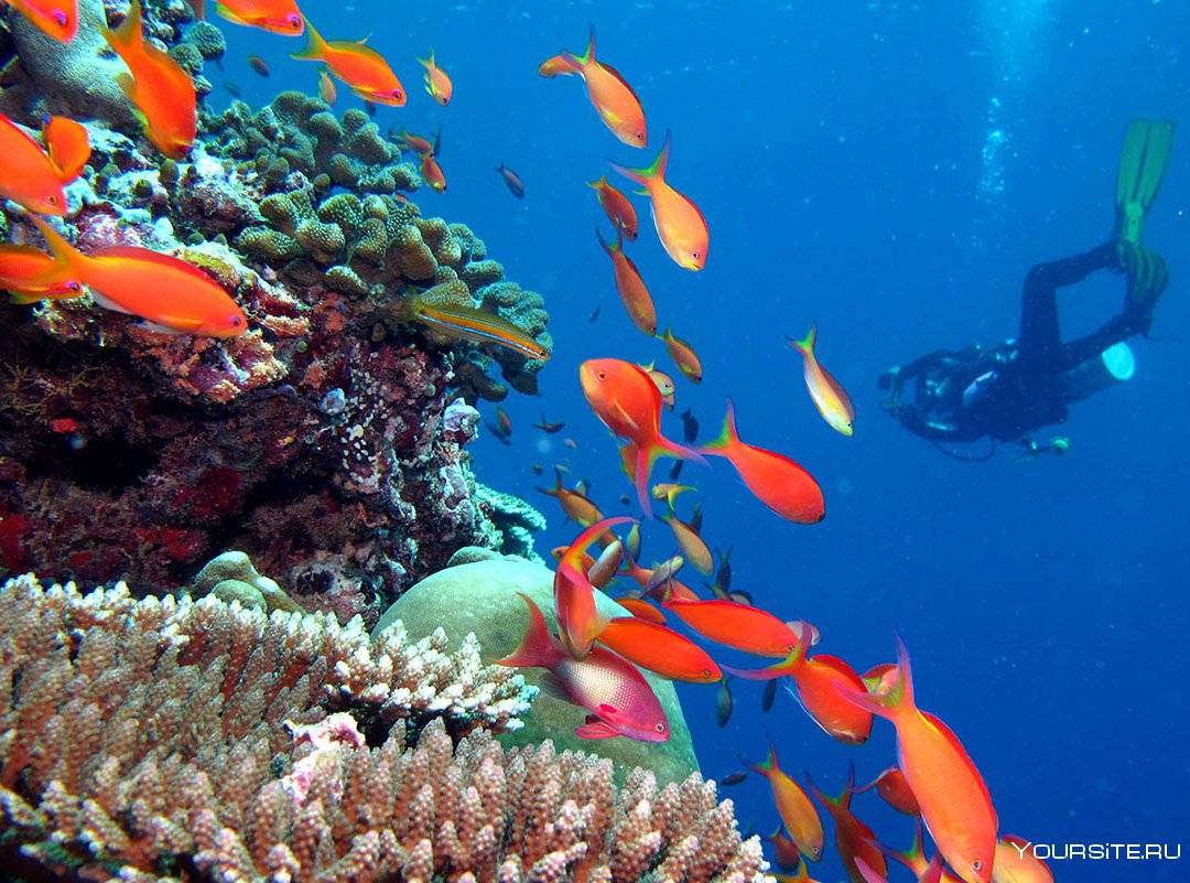 Мальдивы Мале коралловый риф