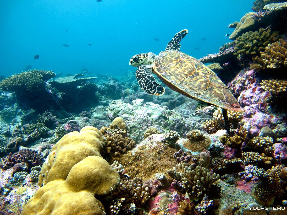 Домашний риф Мальдивы
