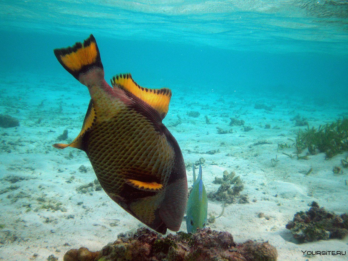 Спинорог рыба Мальдивы