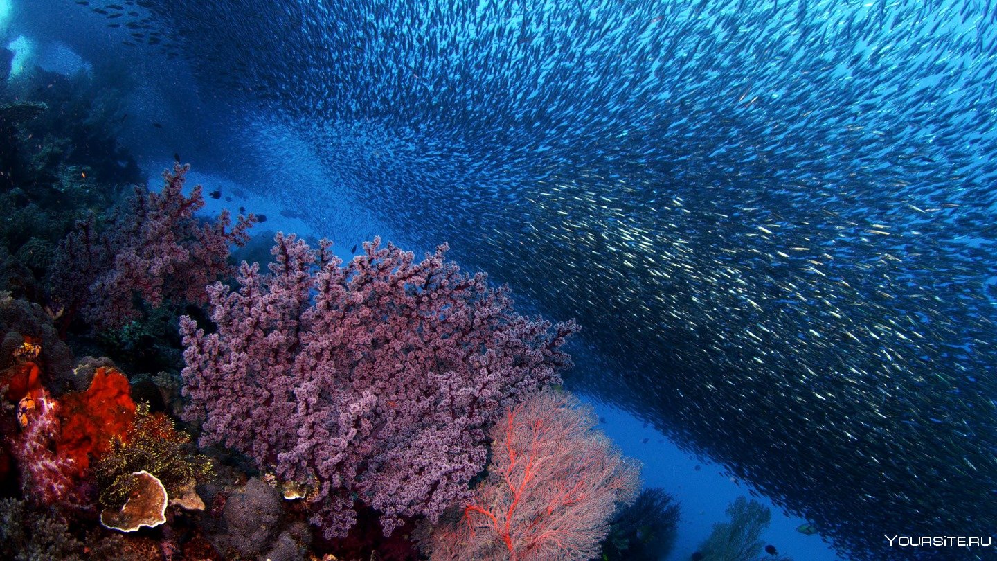 Индийский океан жизнь в океане. Раджа Ампат кораллы. Коралловый риф Раджа-Ампат. Раджа Ампат дайвинг. Раджа Ампат Индонезия подводный мир.