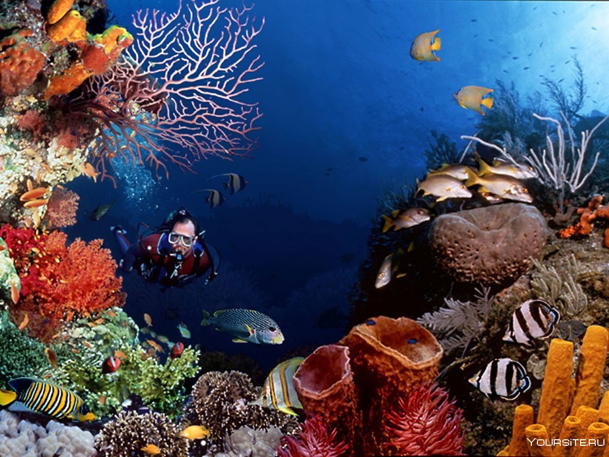 Обитатели большого барьерного рифа в Австралии