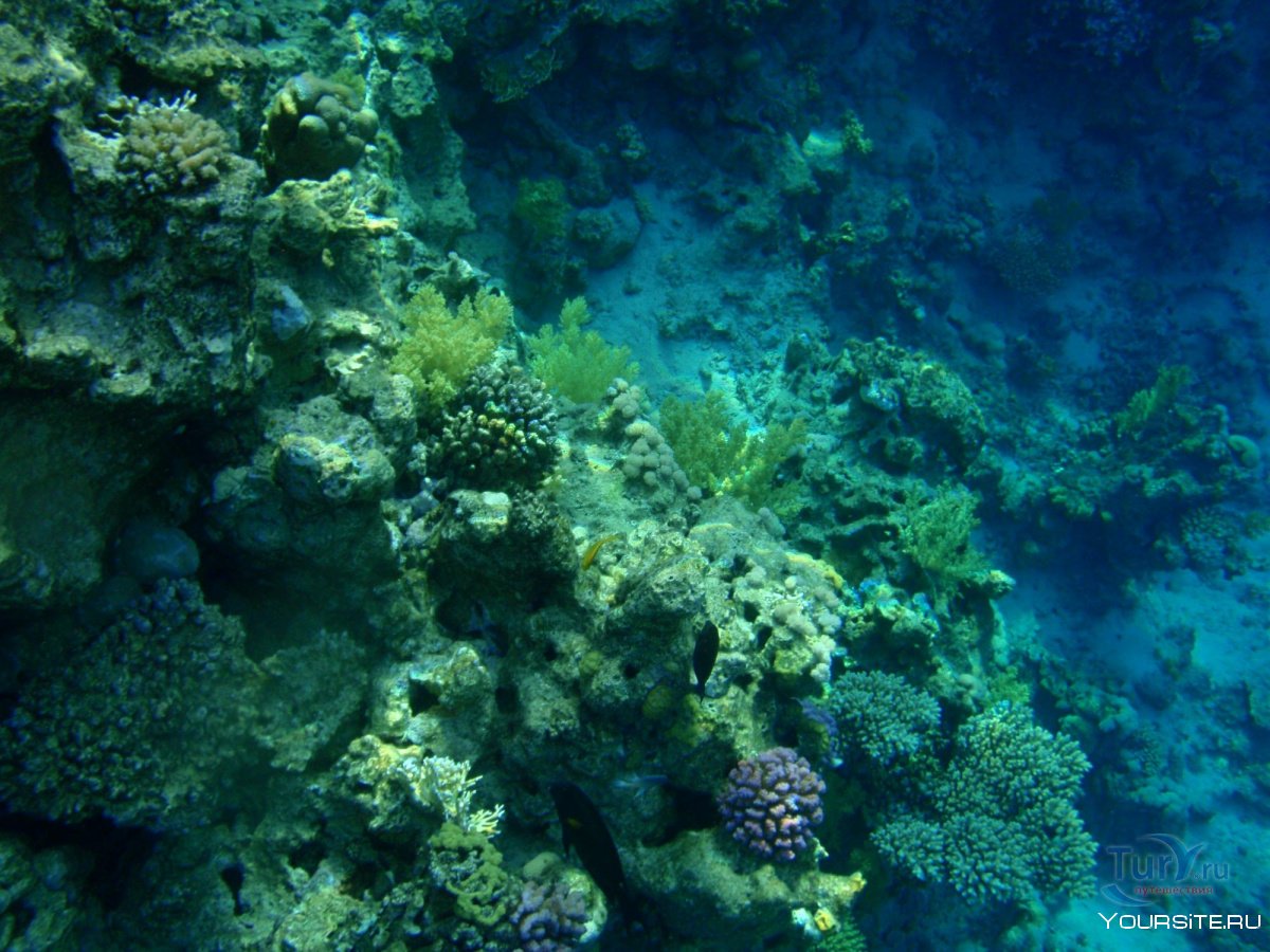 Коралловые рифы для начальных классов