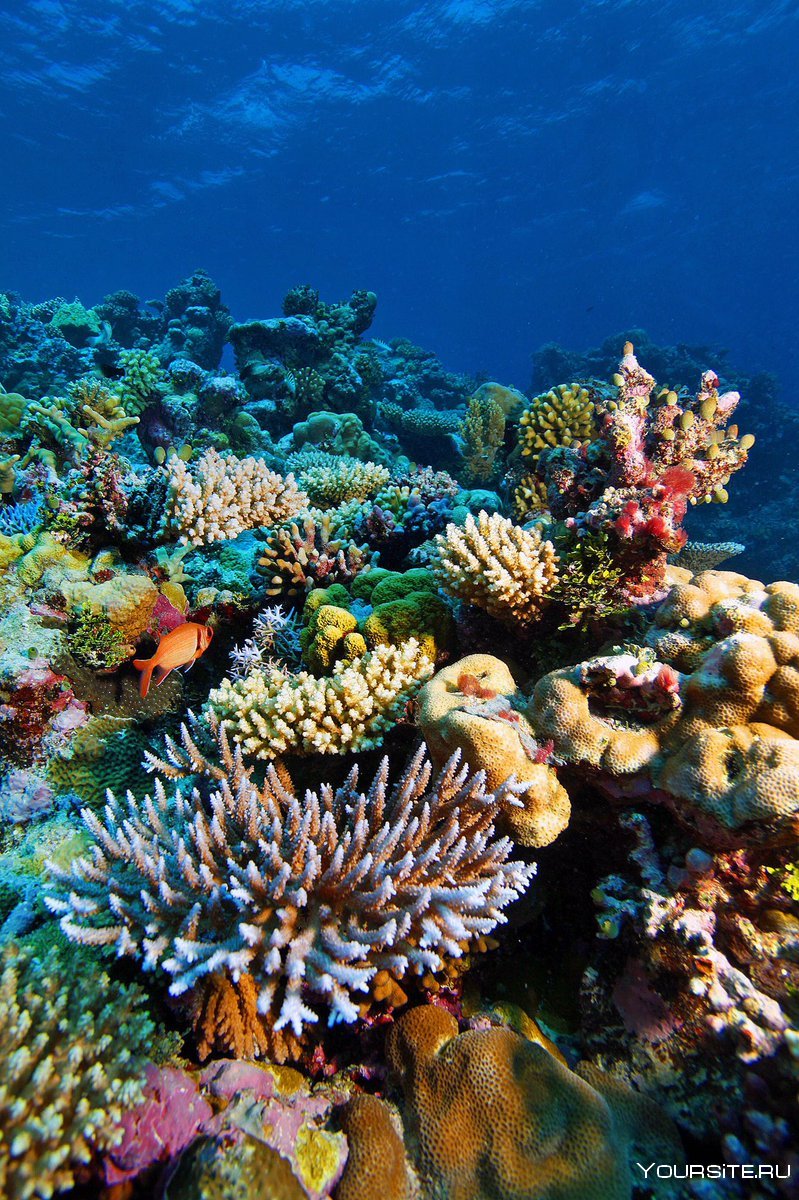 Подводный риф риф