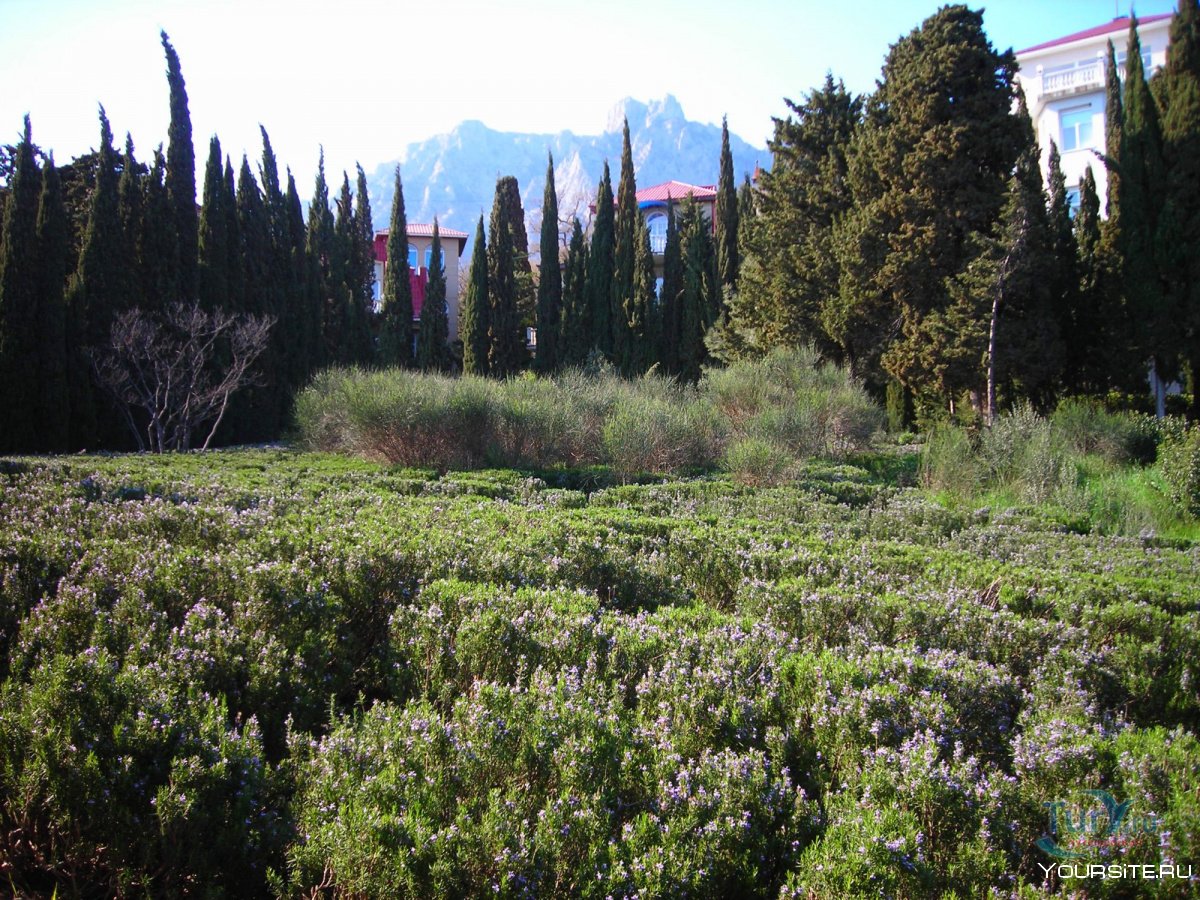 Мисхор Крым зимой