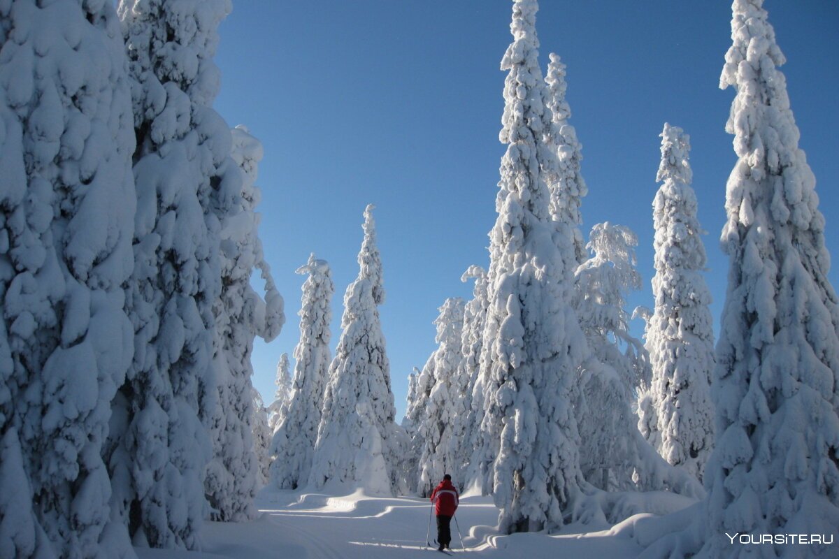 Финляндия Хельсинки природа зимой