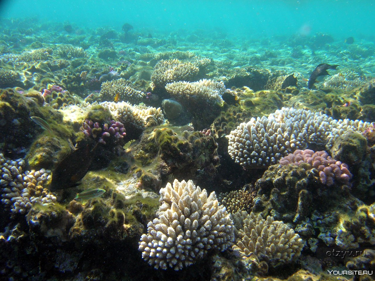 Отели шарма с коралловым рифом